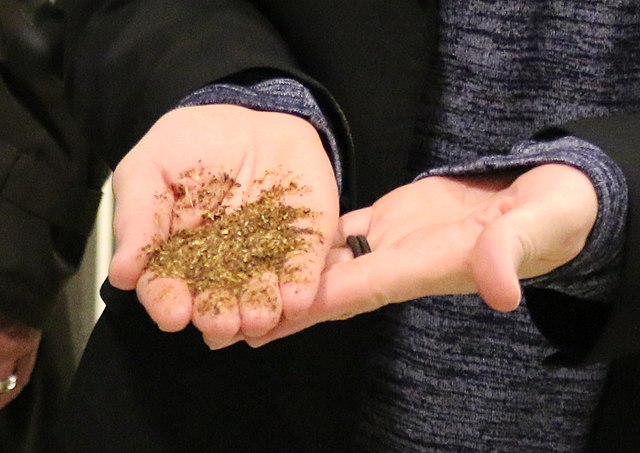 Handful of dried spent grain from a distillery, 2017